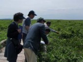湿原の小さな植物に目を懲らす参加者ら