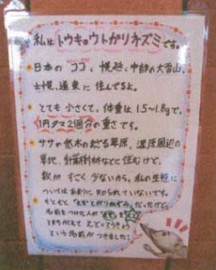 展示物（トガリネズミの説明）