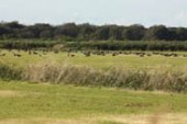 牧草地で採餌、休息するオオヒシクイの群れ