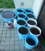 年の収穫　ドングリグリ