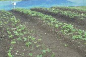 昨年の種植えしたドングリが苗木に成長