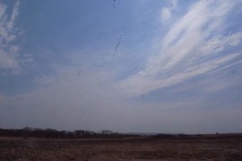 マガンの群れがいっぱいみられました。この上空は渡りのルートなのかも。