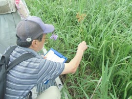 参加者が植物を触って特徴を調べている様子