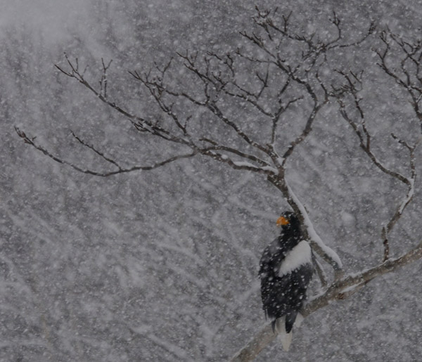 雪