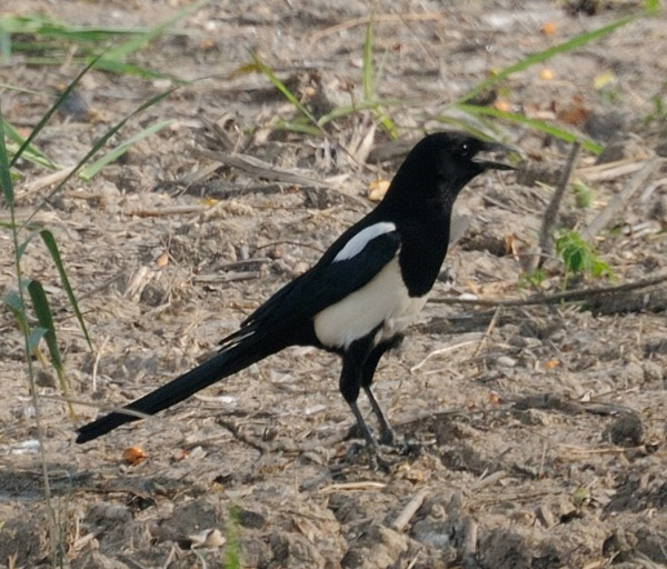カササギ