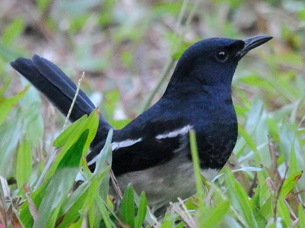シキチョウ