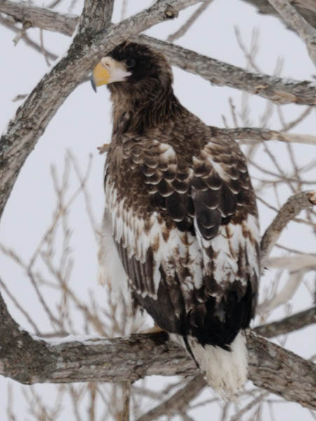 若鳥