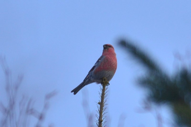 冬の赤い鳥 ギンザンマシコ 利尻礼文サロベツ国立公園 サロベツ湿原センター
