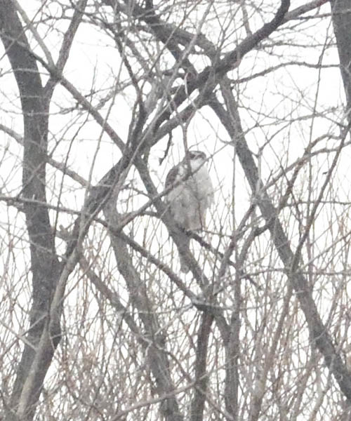 さいたまの鳥類3 認定npo法人サロベツ エコ ネットワーク