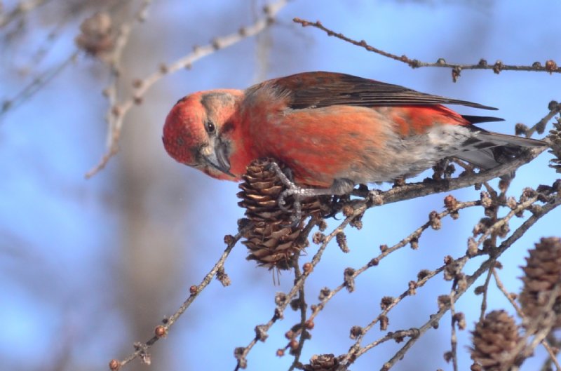 冬の林の赤い鳥 イスカ 認定npo法人サロベツ エコ ネットワーク
