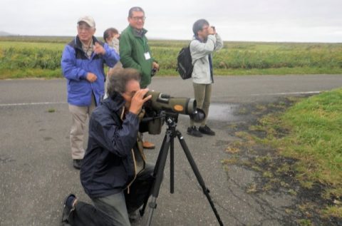 【報告】天然記念物の渡り鳥と黄金色の湿原を見に行こう！ツアーを開催しました
