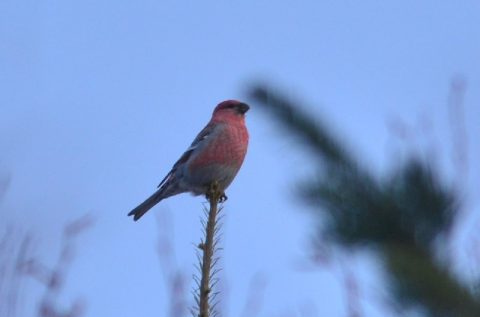 冬の赤い鳥（ギンザンマシコ）