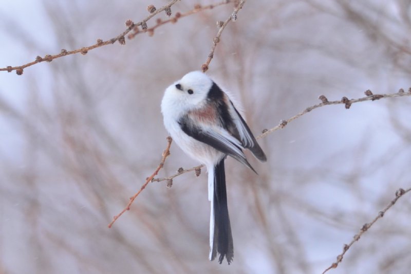 雪の妖精・シマエナガ｜利尻礼文サロベツ国立公園 サロベツ湿原センター