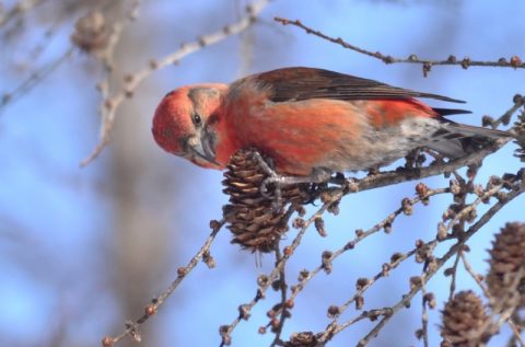 冬の林の赤い鳥②～イスカ～