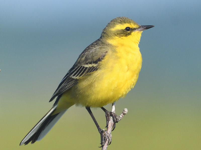 ヤゴを捕まえたツメナガセキレイ｜利尻礼文サロベツ国立公園 サロベツ