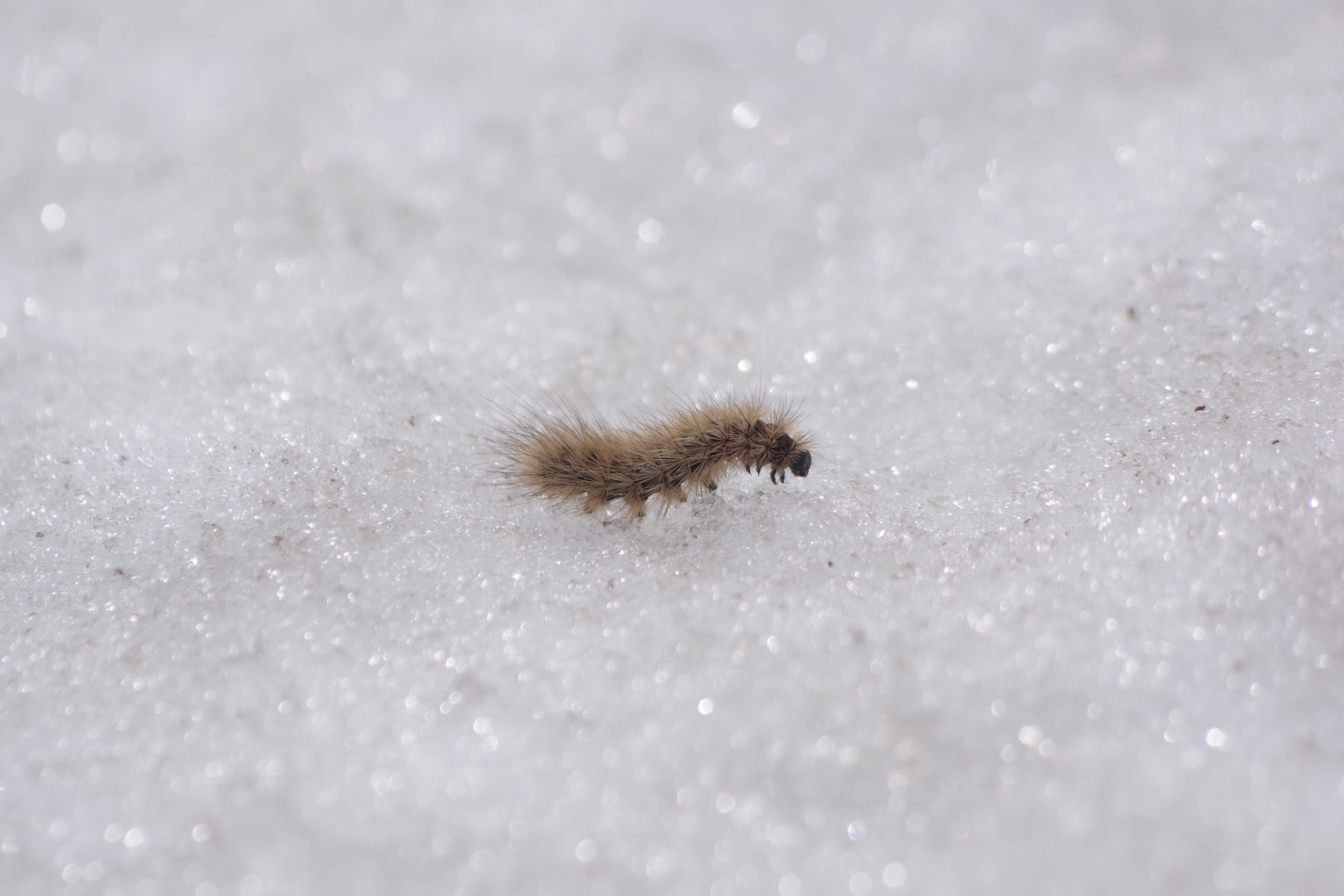 また、気温の上昇に伴い、ヒトリガ科の幼虫が活動を活発化させていました。