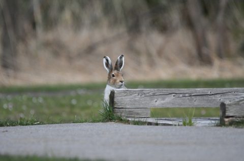 湿原センターにユキウサギ