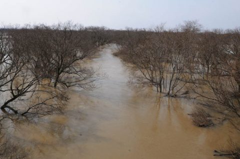 氾濫するサロベツ川