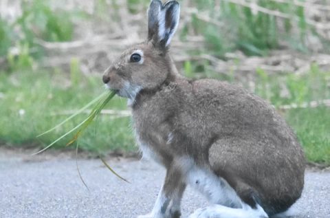 湿原センター脇の草を食べるウサギ