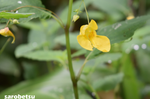 ８月２日　木道巡視