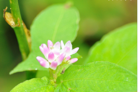 8月5日　木道巡視