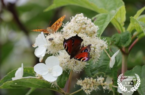 植物のまわりに生きる昆虫たち 8/6