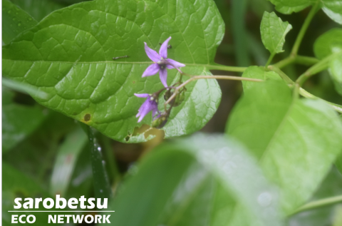 ８月４日　木道巡視