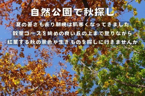 『自然公園で秋探し』を開催します。