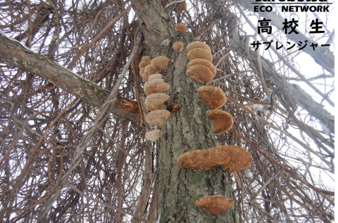 1月10日　木道巡視