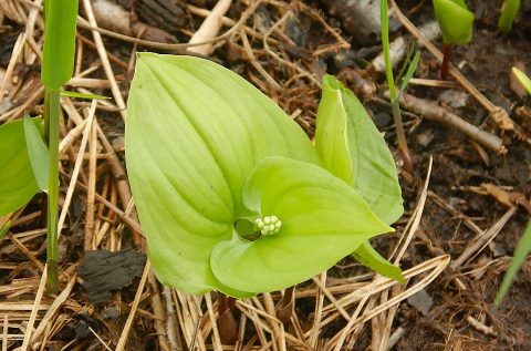 ５月１３日　蕾？卵？
