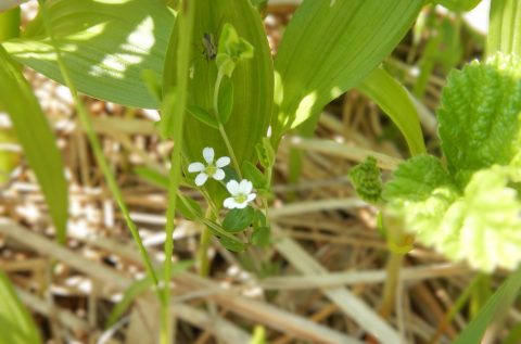 5月28日　夏先取り気分