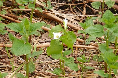 5日11日　開花確認