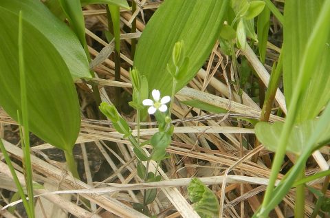 5月22日　開花相次ぐ