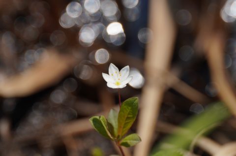 お花の小さな違い