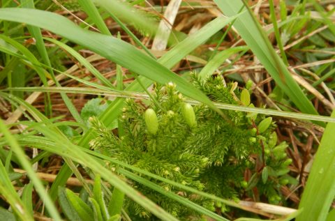 6月18日霧の中の巡視