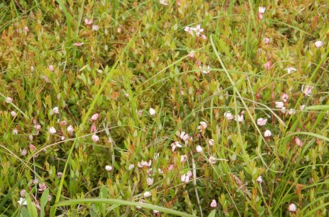 6月24日　小さきお花