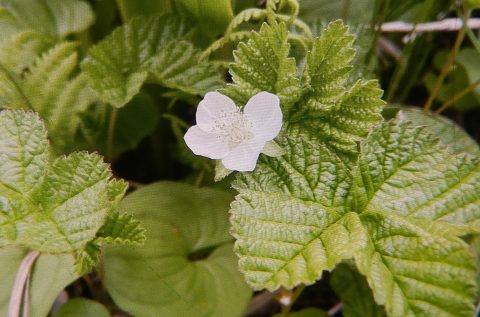 6月2日　ホロムイイチゴはイチゴなの？