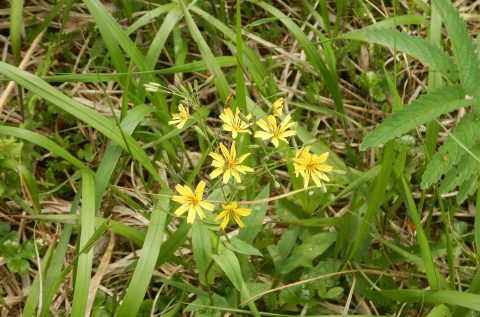 7月2日　黄色いお花　ハナニガナ
