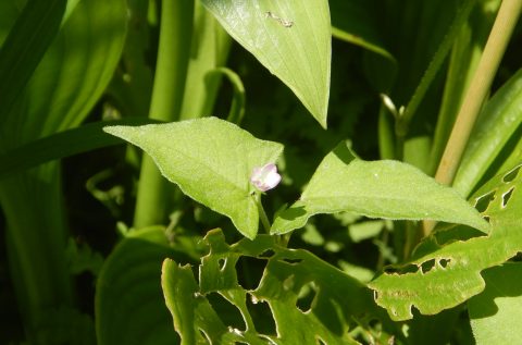 ７月７日　ピンクのお花