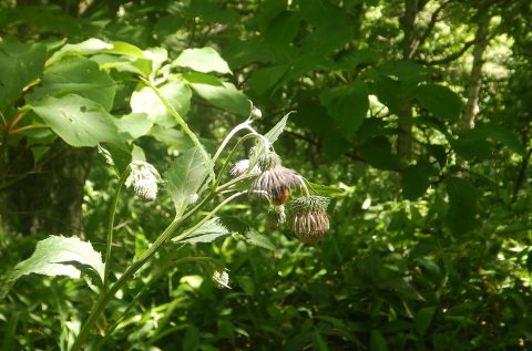 7月8日 ハチに人気なお花