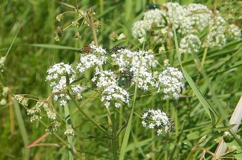 7月9日　虫の集会