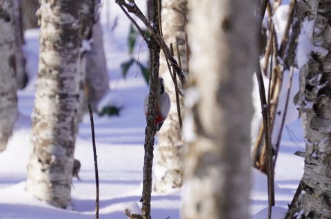 260125久々のスノーシュー