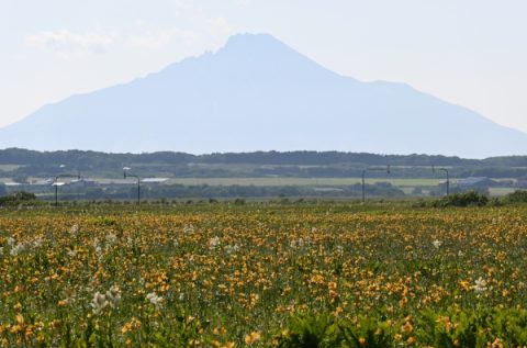 260623　エゾカンゾウが見ごろとなりました。