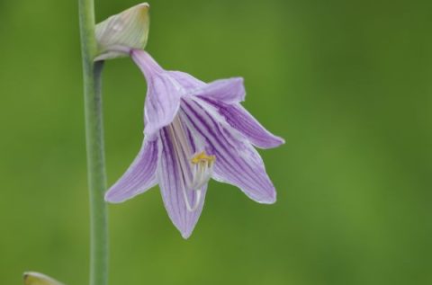 タチギボウシが開花しました
