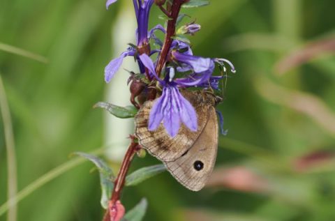 昆虫たちに人気の花