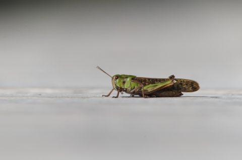夏の終わりを感じる木道から